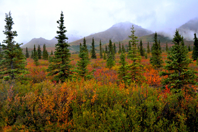 Image Concealment Films - MH Studios